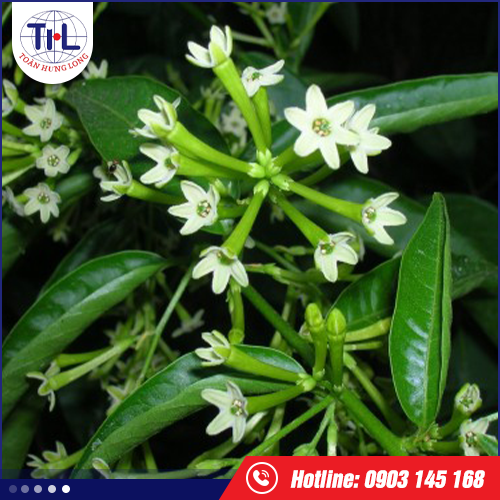 Hương dạ lý hương